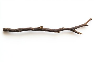 Fototapeta premium Thin dried tree twig with natural bark texture isolated on white perfect for botanical studies natural decor and rustic compositions