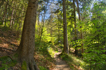 Frühling in den Wäldern des Schwarzwaldes