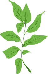 Plant Vector Illustration 