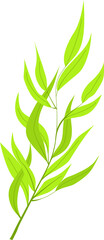 Plant Vector Illustration 
