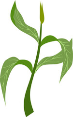 Plant Vector Illustration 