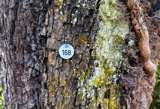 Tree with a plaque on it that says number 168 - Powered by Adobe