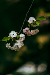 cherry blossom in spring
