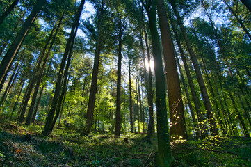Fototapeta premium Frühling in den Wäldern des Schwarzwaldes