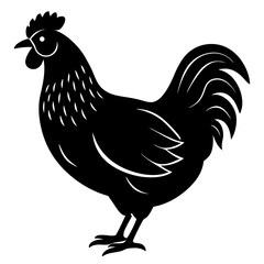 rooster isolated on white