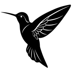 hummingbird vector illustration