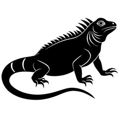 lizard on white background