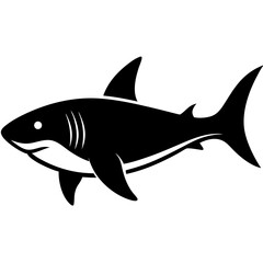 shark vector illustration