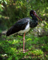 Portrait of a black stork