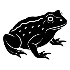 frog on white background