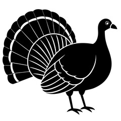 peacock vector illustration