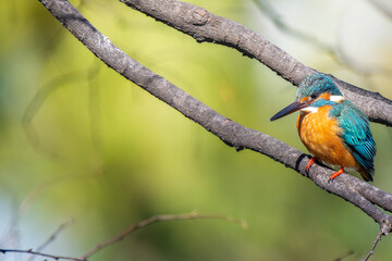 枝にとまるカワセミ