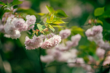 cherry blossom in spring