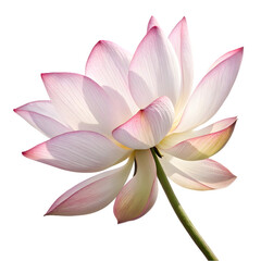 Naklejka premium Pink Lotus Flower: Nature Image on transparent background