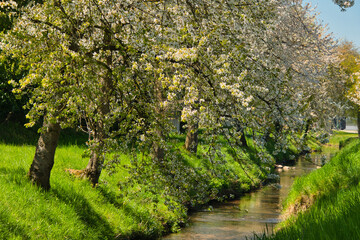 Fr&uuml;hling in der Ortenau bei Ettenheim