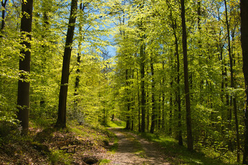 Fototapeta premium Frühling in der Ortenau bei Ettenheim
