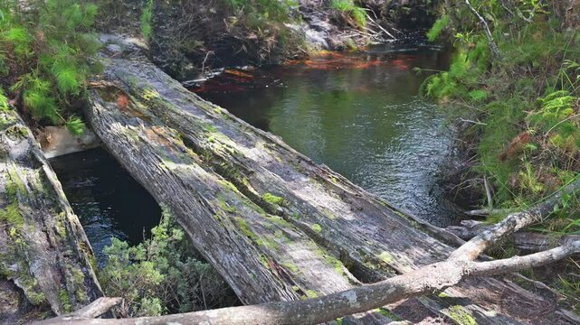Seary's Creek, Cooloola Coast, Rainbow Beach, rust red tannin stained water swimming hole, natural pigment color colour from trees, travel tourist destination