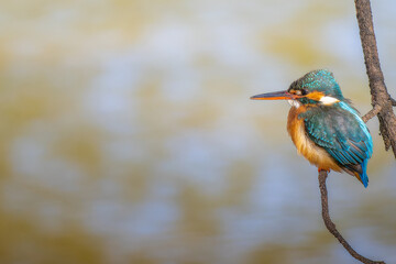 枝にとまるカワセミ