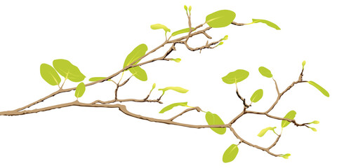 Tree branch with green leaves in spring season isolated on white background graphic illustration.