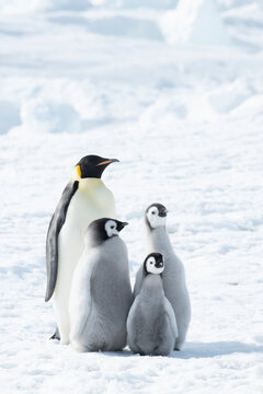 Emperor Penguin with three chicks in Antarctica 