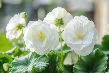 Cluster of white flowers