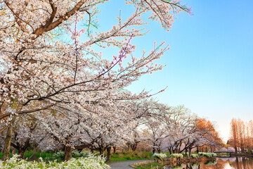 池のある公園に咲く満開の桜