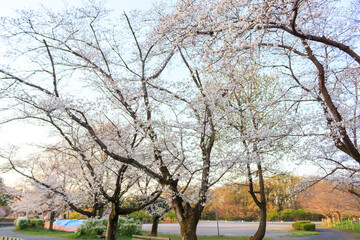 公園の桜