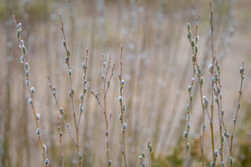 Willow catkins, salix in flower in spring time. Pussy willow (Salix) with catkins background. Selective focus. Wallpaper. Spring background. © Kaja