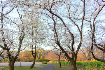 公園の桜