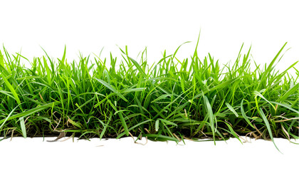 Fototapeta premium Close up view of vibrant green grass blades against a stark black background in a horizontal shot