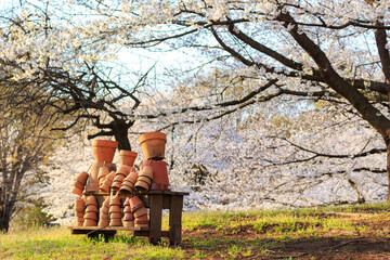 さくらをバックに植木鉢の置物