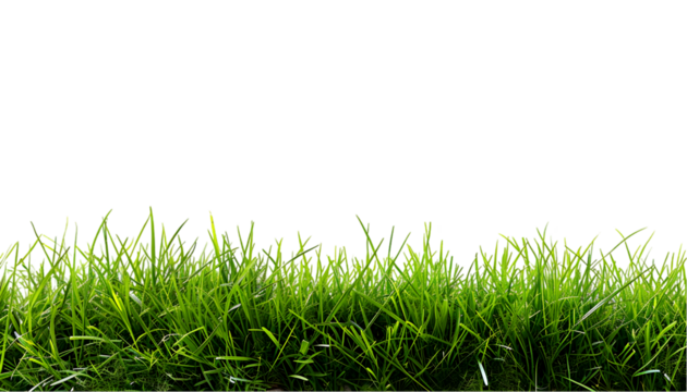 A patch of vibrant green grass against a stark black background in a simple composition style