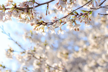 桜