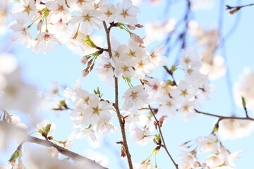桜