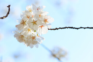 桜