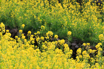 菜の花
