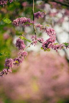 Fototapeta Chinese Redbud in spring