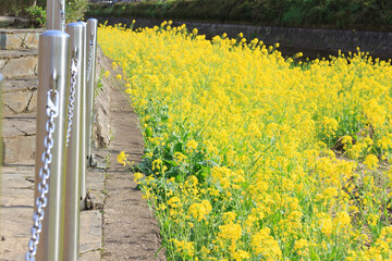 菜の花