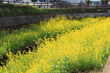 菜の花