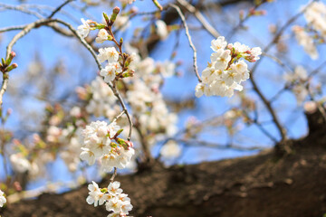 桜