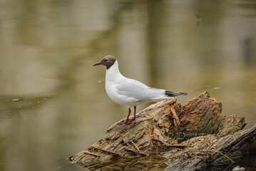 Larus Ridibundus