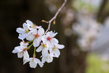 桜