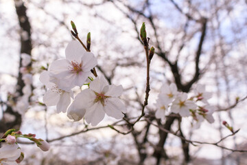桜