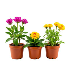 Three vibrant potted plants with purple and yellow flowers, perfect for adding a pop of color to any space.