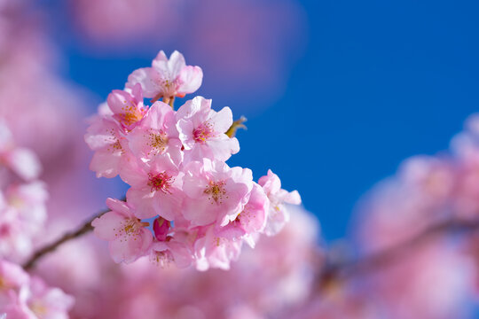 Sparkling Kawazu Cherry Blossoms beneath the Blue Sky