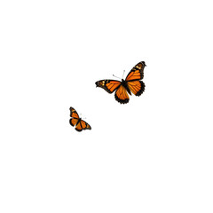 Two monarch butterflies in flight, vibrant orange and black wings, isolated on transparent background.