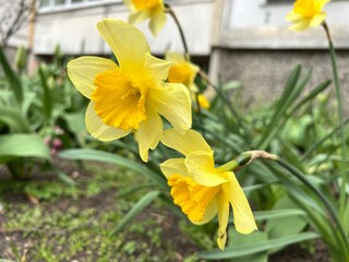 narcissus, daffodils, spring flowers, flowers, yellow flowers
