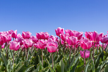 Beautiful pink tulips near the Keukenhof flower show