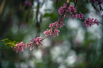 Chinese Redbud in spring