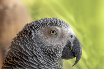 Obraz premium Macro detail of the head of a gray parrot with its beautiful plumage and yellow eye on a green background
